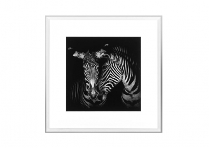 Reprodukcija - Zebrai